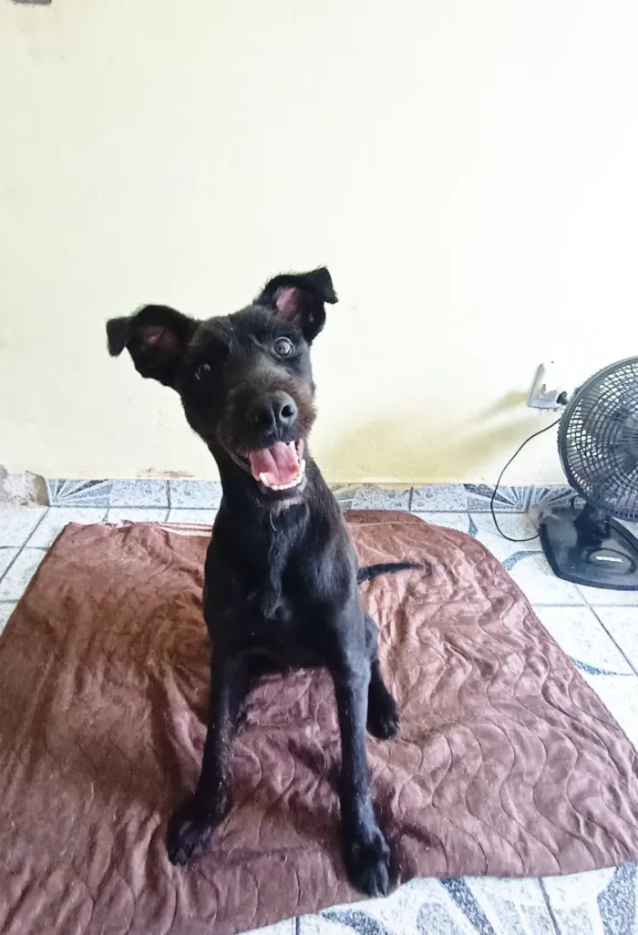 Cachorro raça SRD-ViraLata idade 7 a 11 meses nome Xico