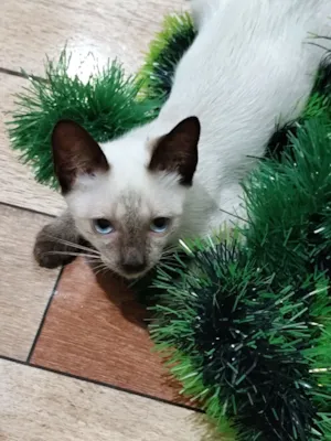 Gato raça SRD-ViraLata idade 2 a 6 meses nome Lalau 
