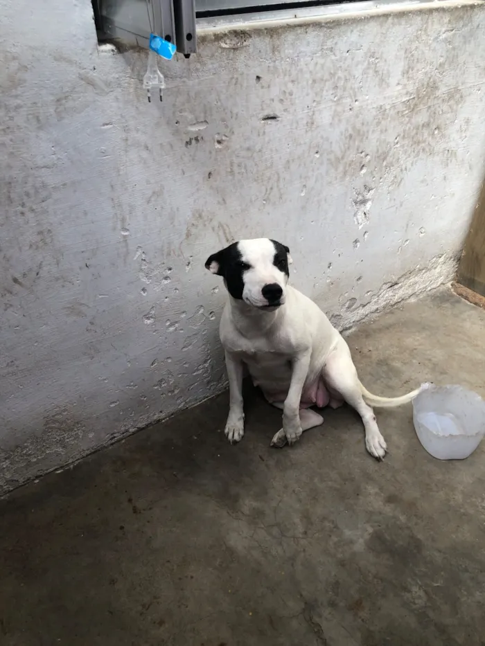 Cachorro raça Pit-Bull idade 2 anos nome Revoada e mary jane