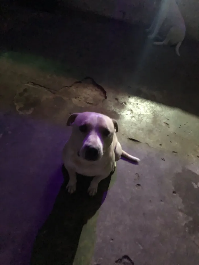 Cachorro raça Pit-Bull idade 2 anos nome Revoada e mary jane