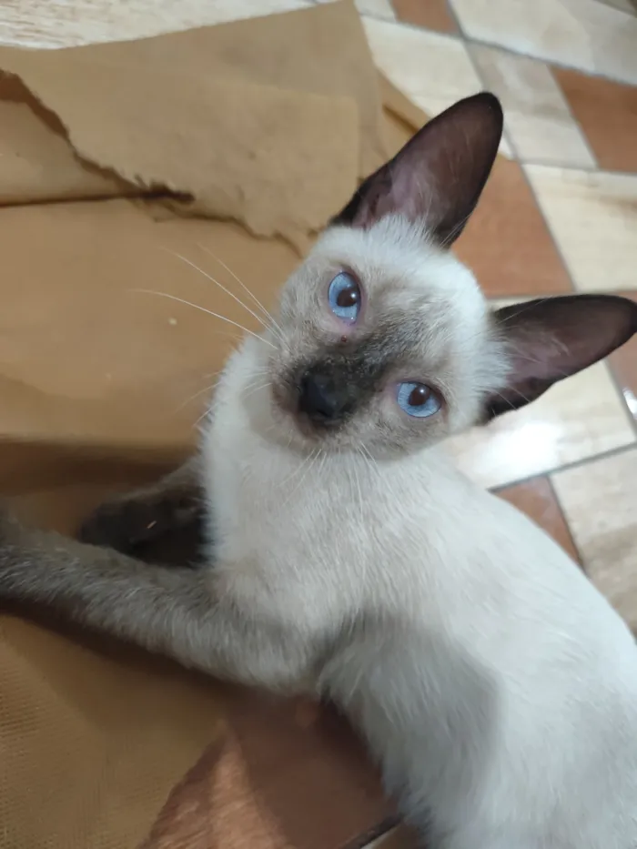 Gato raça SRD-ViraLata idade 2 a 6 meses nome Lalau 