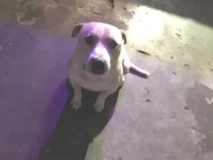 Cachorro raça Pit-Bull idade 2 anos nome Revoada e mary jane