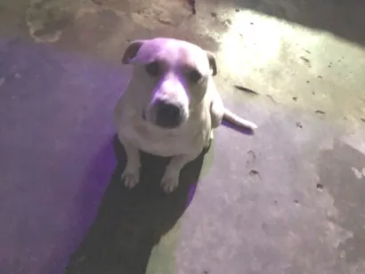 Cachorro raça Pit-Bull idade 2 anos nome Revoada e mary jane