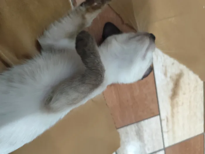 Gato raça SRD-ViraLata idade 2 a 6 meses nome Lalau 