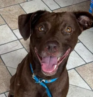 Cachorro raça Labrador idade 1 ano nome krypton 