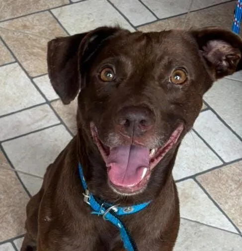 Cachorro raça Labrador idade 1 ano nome krypton 