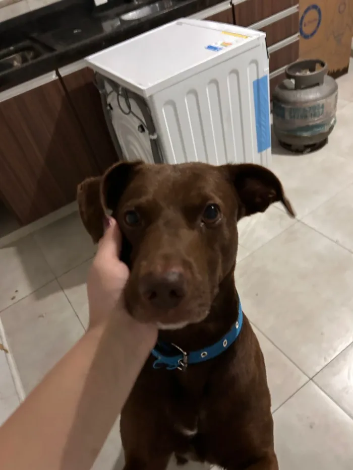 Cachorro raça Labrador idade 1 ano nome krypton 