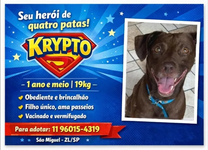 Cachorro raça Labrador idade 1 ano nome krypton 