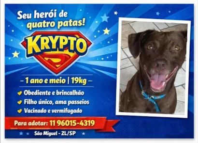 Cachorro raça Labrador idade 1 ano nome krypton 