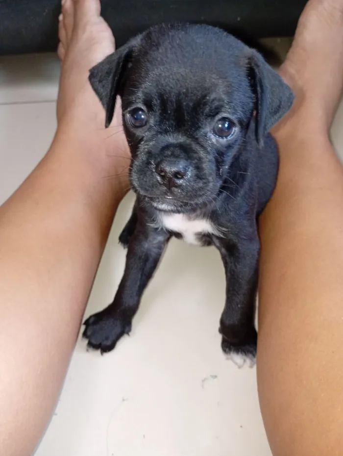 Cachorro raça SRD-ViraLata idade Abaixo de 2 meses nome Jeferson 