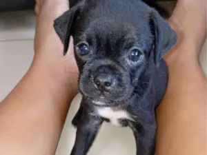 Cachorro raça SRD-ViraLata idade Abaixo de 2 meses nome Jeferson 