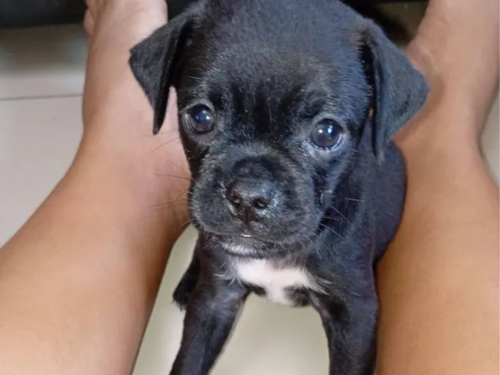 Cachorro raça SRD-ViraLata idade Abaixo de 2 meses nome Jeferson 