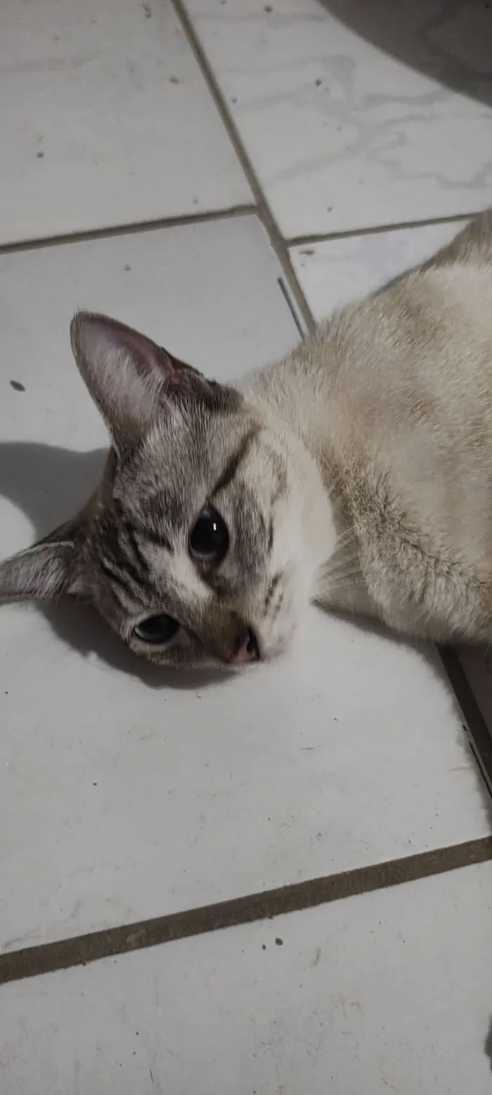 Gato raça SRD-ViraLata idade 7 a 11 meses nome Desconhecido 
