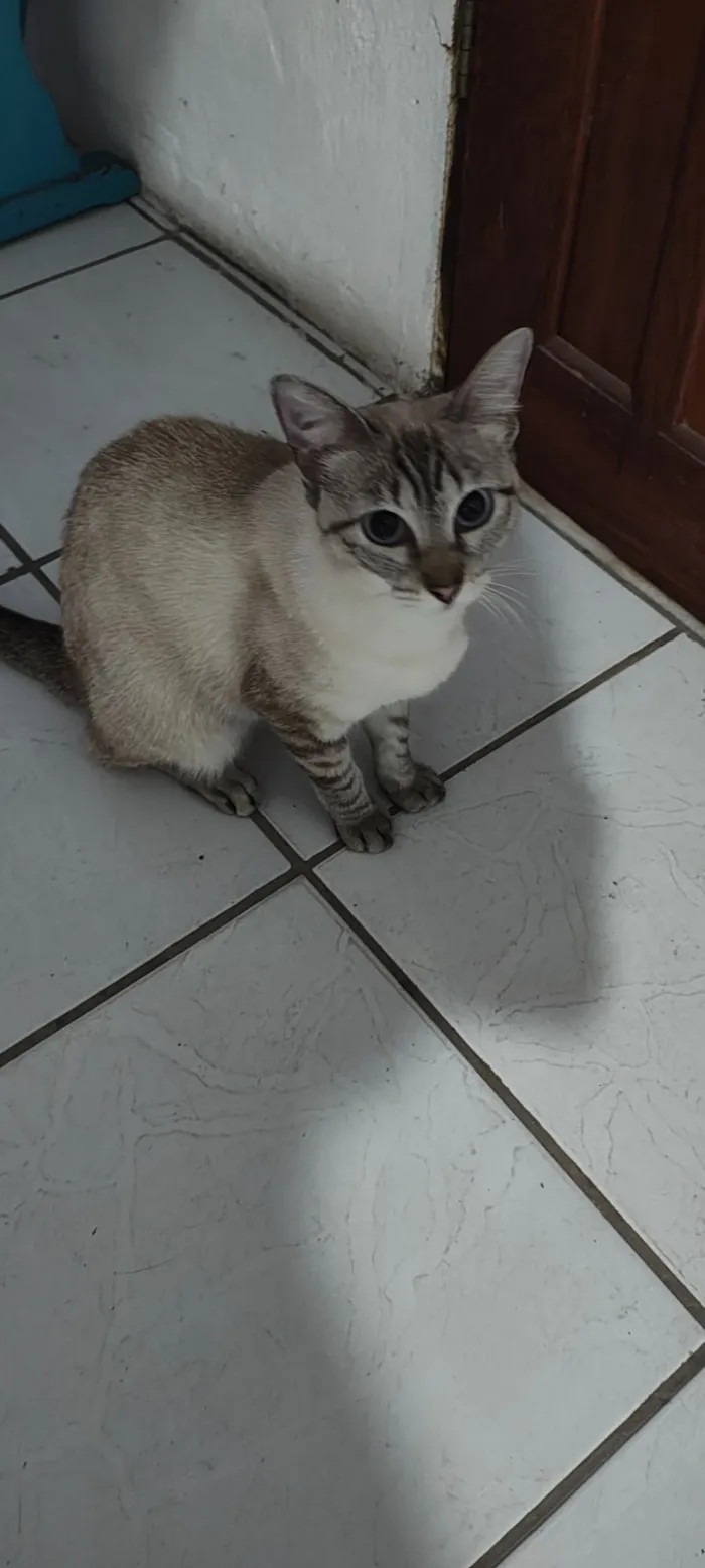 Gato raça SRD-ViraLata idade 7 a 11 meses nome Desconhecido 