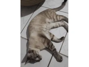 Gato raça SRD-ViraLata idade 7 a 11 meses nome Desconhecido 