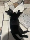 Gatinho preto