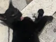 Gatinho preto