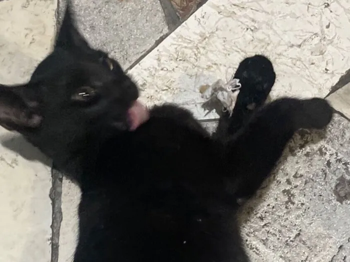 Gato raça Siamês idade 2 a 6 meses nome Gatinho preto