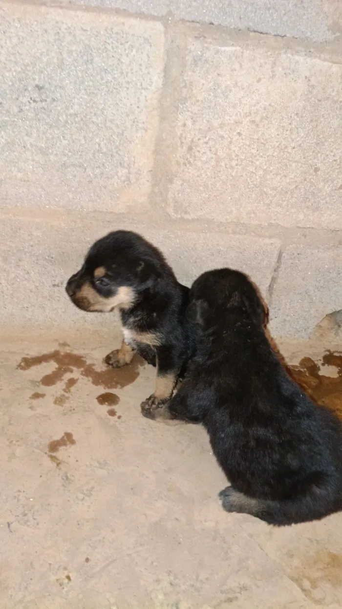 Cachorro raça SRD-ViraLata idade Abaixo de 2 meses nome mel