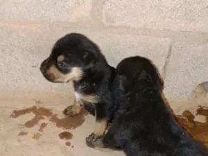 Cachorro raça SRD-ViraLata idade Abaixo de 2 meses nome mel