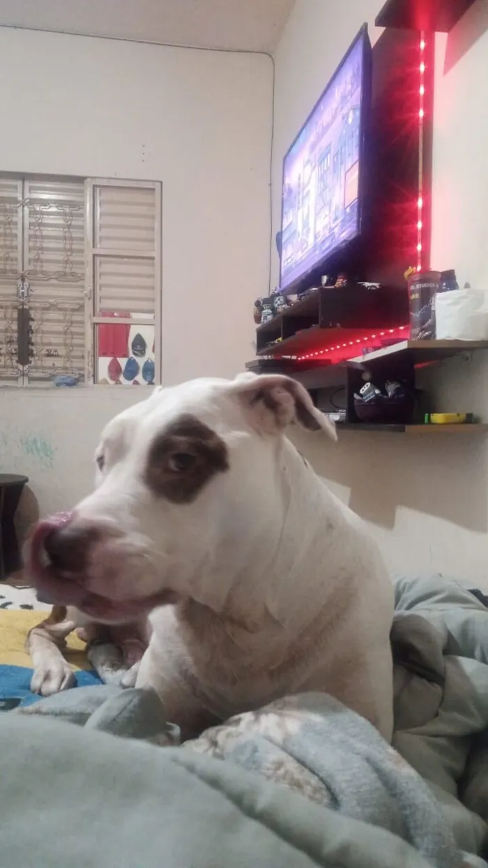 Cachorro raça Pit-Bull idade 3 anos nome Stanley 