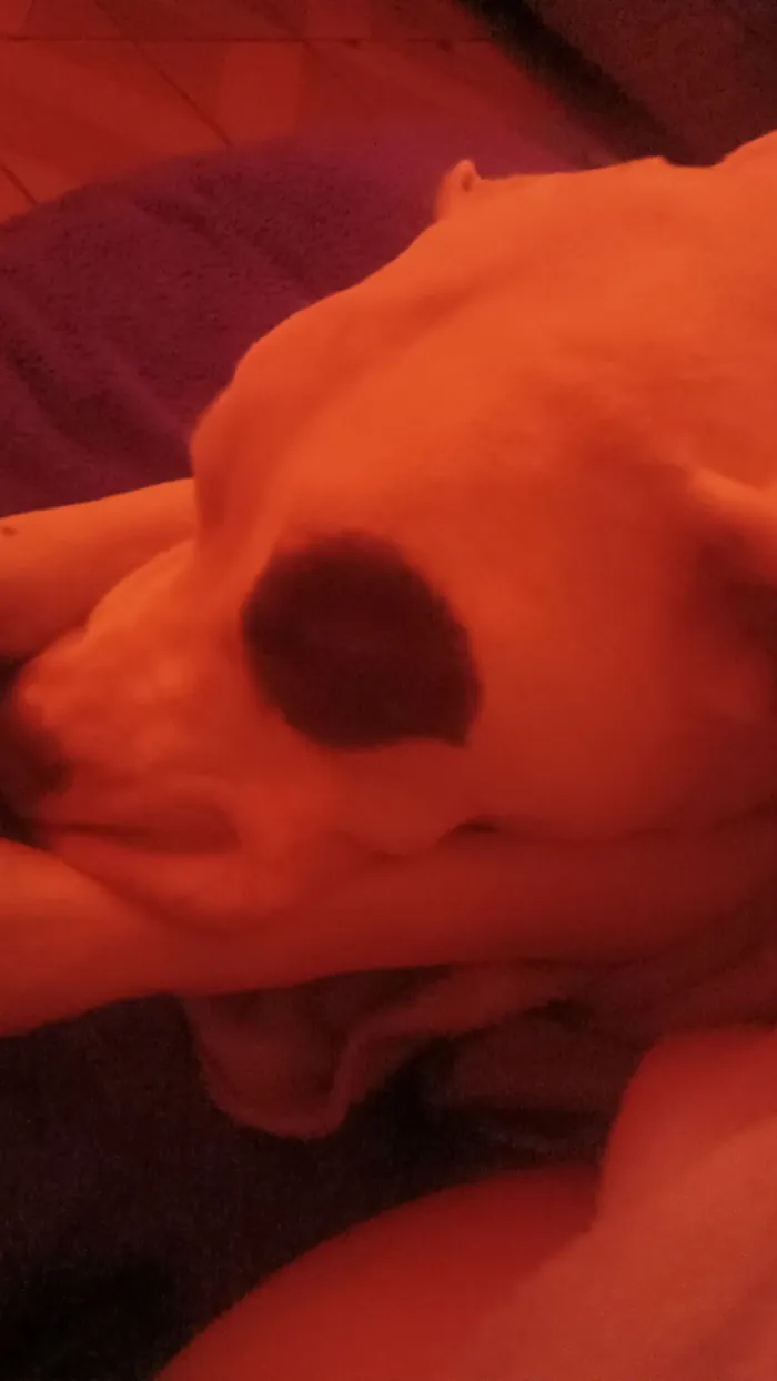 Cachorro raça Pit-Bull idade 3 anos nome Stanley 