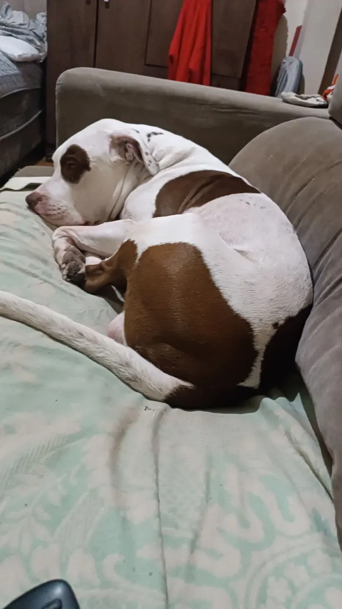 Cachorro raça Pit-Bull idade 3 anos nome Stanley 