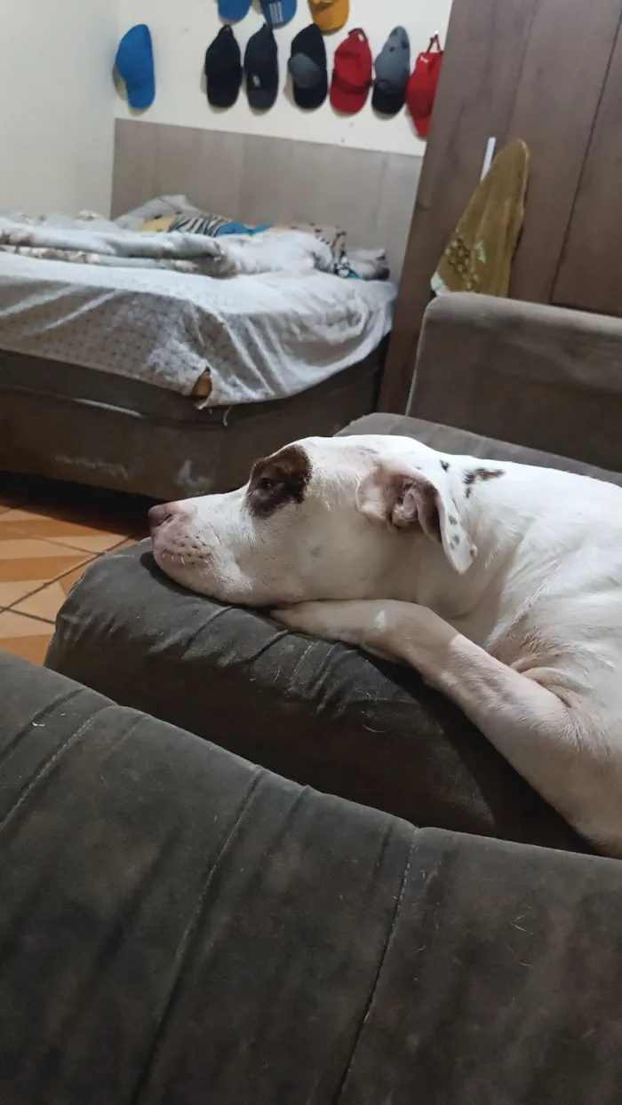 Cachorro raça Pit-Bull idade 3 anos nome Stanley 
