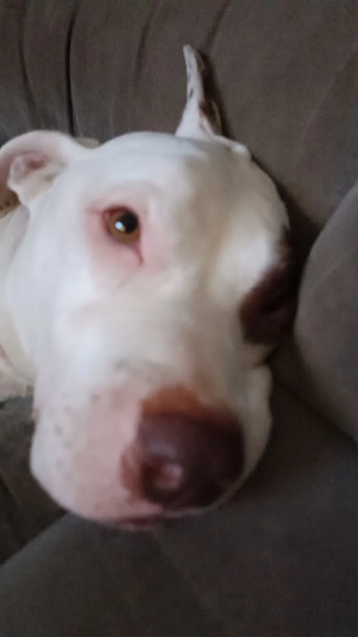 Cachorro raça Pit-Bull idade 3 anos nome Stanley 