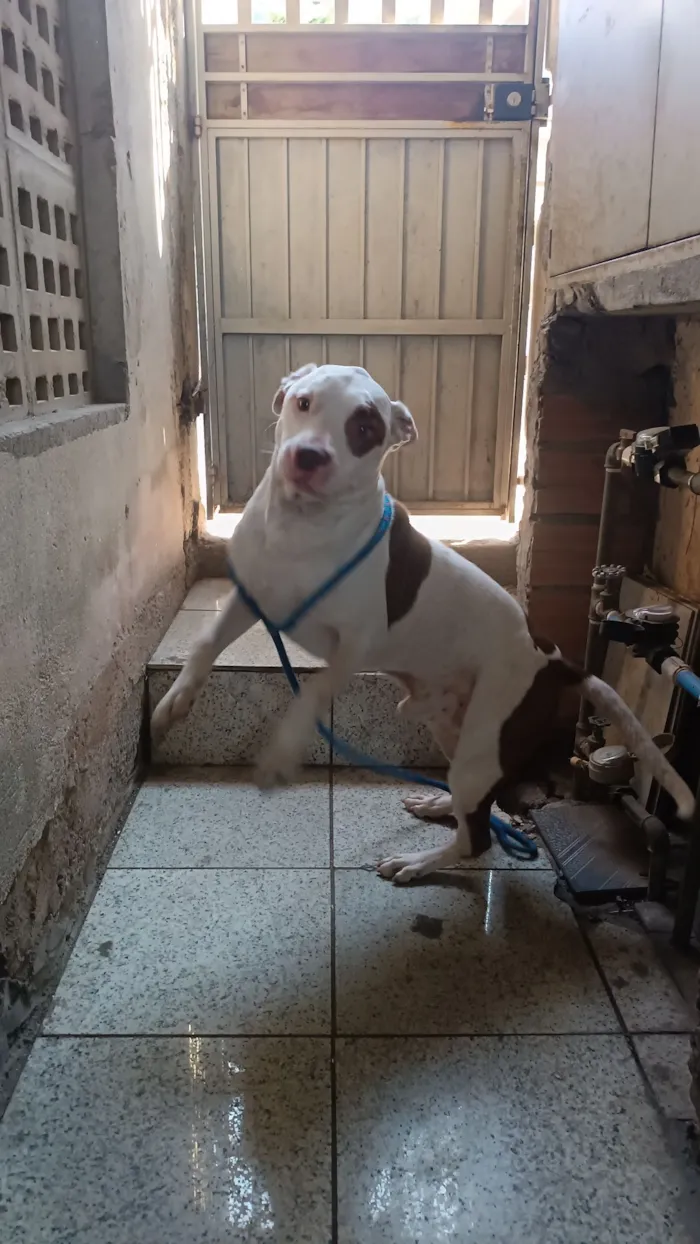 Cachorro raça Pit-Bull idade 3 anos nome Stanley 