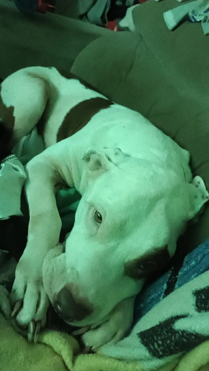 Cachorro raça Pit-Bull idade 3 anos nome Stanley 