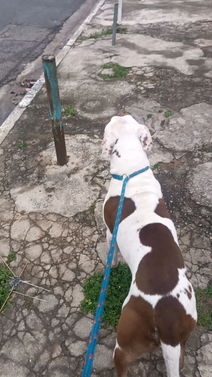 Cachorro raça Pit-Bull idade 3 anos nome Stanley 
