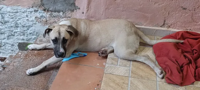 Cachorro raça SRD-ViraLata idade 1 ano nome Bebezão 