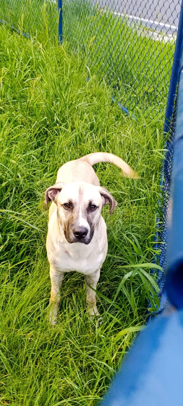 Cachorro raça SRD-ViraLata idade 1 ano nome Bebezão 