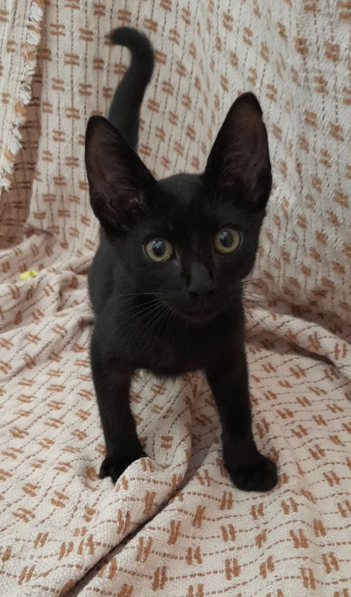 Gato raça SRD-ViraLata idade 2 a 6 meses nome Seu novo amigo