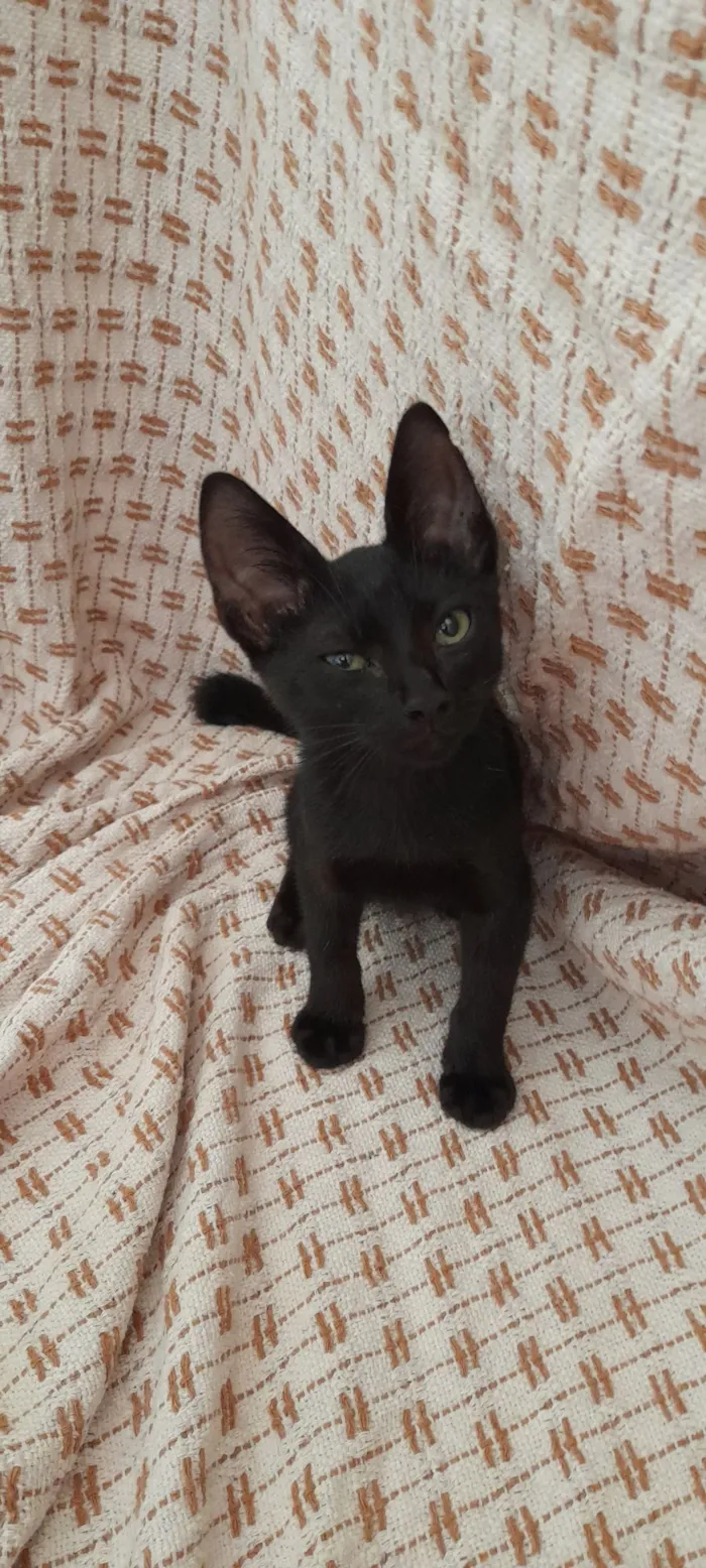 Gato raça SRD-ViraLata idade 2 a 6 meses nome Seu novo amigo