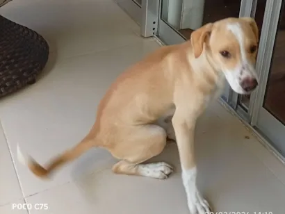 Cachorro raça SRD-ViraLata idade 2 a 6 meses nome Pitoco 