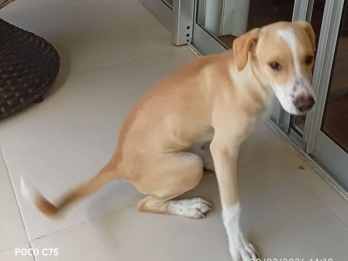 Cachorro raça SRD-ViraLata idade 2 a 6 meses nome Pitoco 