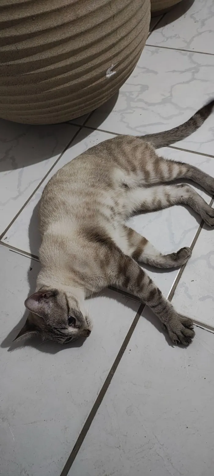 Gato raça SRD-ViraLata idade 7 a 11 meses nome Branquinha 