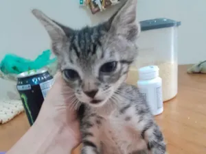 Gato raça SRD-ViraLata idade 2 a 6 meses nome pupitos