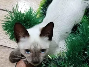 Gato raça SRD-ViraLata idade 2 a 6 meses nome Lalau 