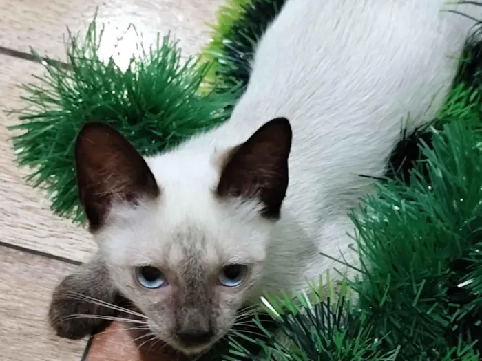Gato raça SRD-ViraLata idade 2 a 6 meses nome Lalau 