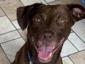 Cachorro raça Labrador idade 1 ano nome krypton 