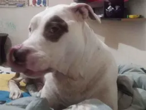 Cachorro raça Pit-Bull idade 3 anos nome Stanley 