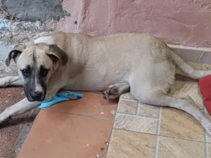 Cachorro raça SRD-ViraLata idade 1 ano nome Bebezão 