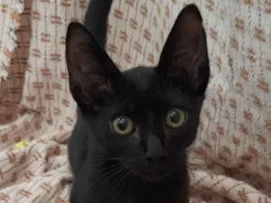 Gato raça SRD-ViraLata idade 2 a 6 meses nome Seu novo amigo