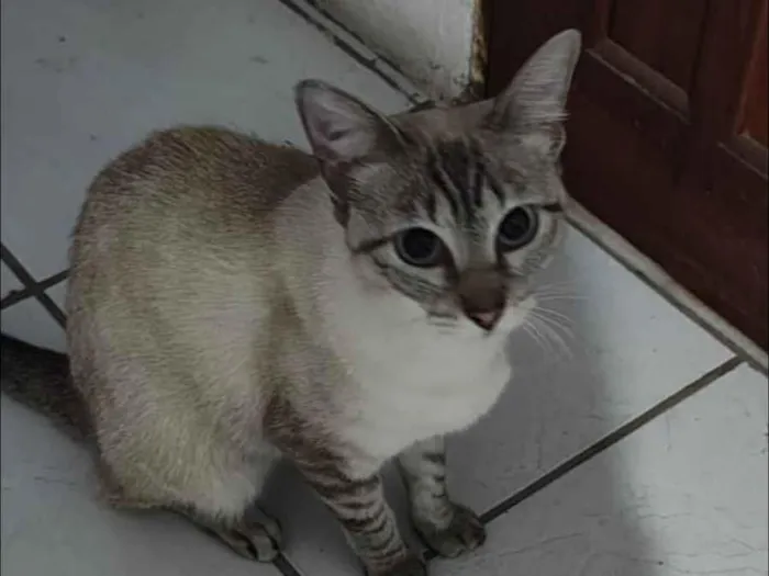 Gato raça SRD-ViraLata idade 7 a 11 meses nome Branquinha 