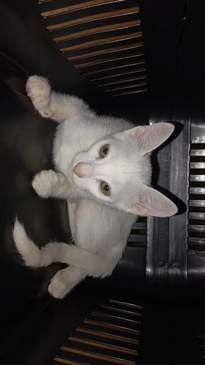 Gato raça SRD-ViraLata idade 2 a 6 meses nome Miw