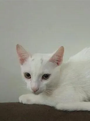 Gato raça SRD-ViraLata idade 1 ano nome Maw