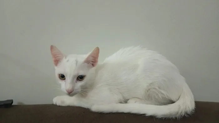 Gato raça SRD-ViraLata idade 1 ano nome Maw